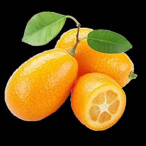 Citrus, Kumquat, Assorted, Standard - View 2 from www redcrocus com