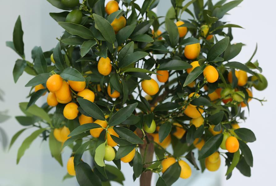 Citrus, Kumquat, Assorted, Standard - View 3 from www redcrocus com