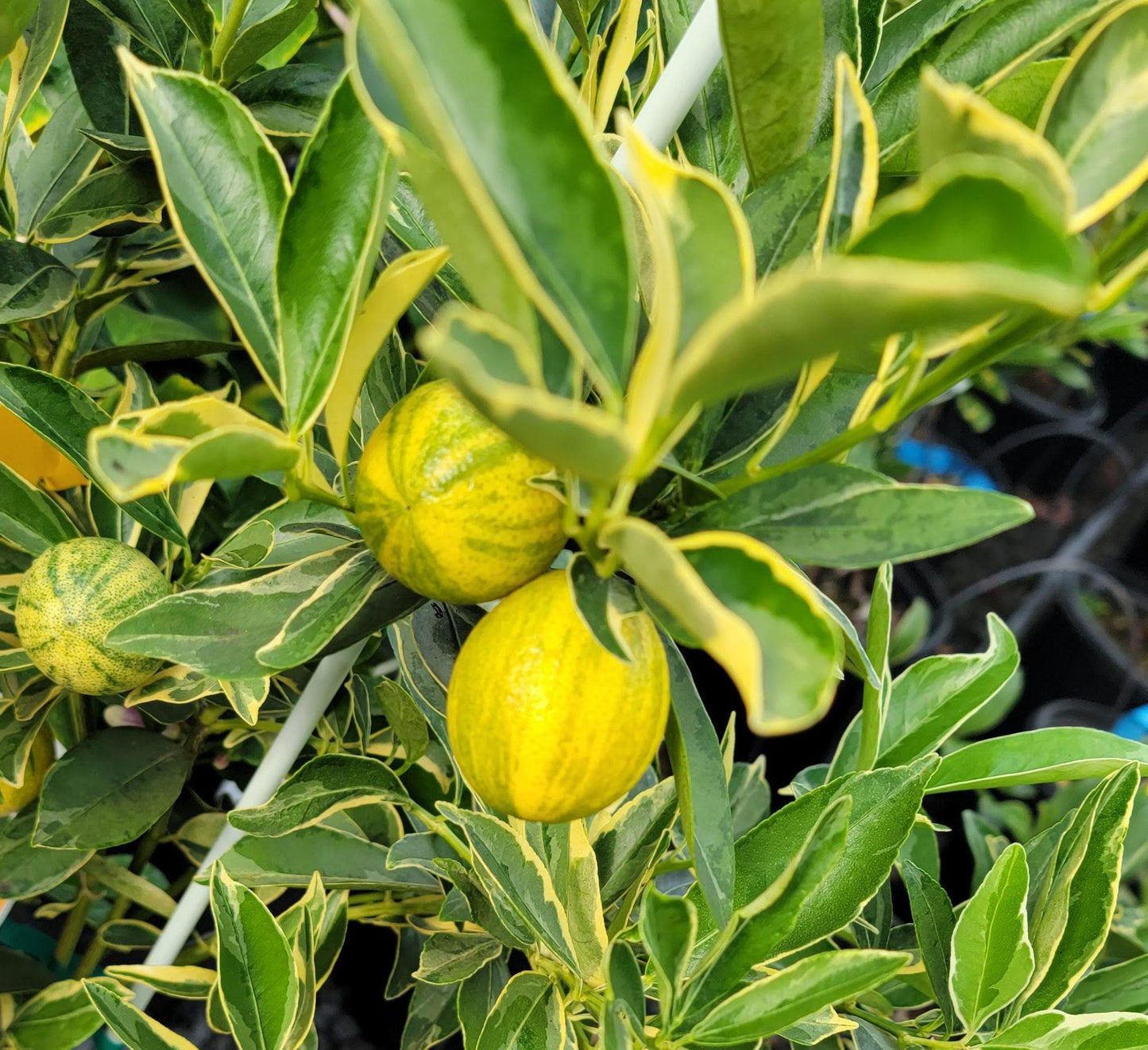 Citrus, Kumquat, Assorted, Standard - View 5 from www redcrocus com