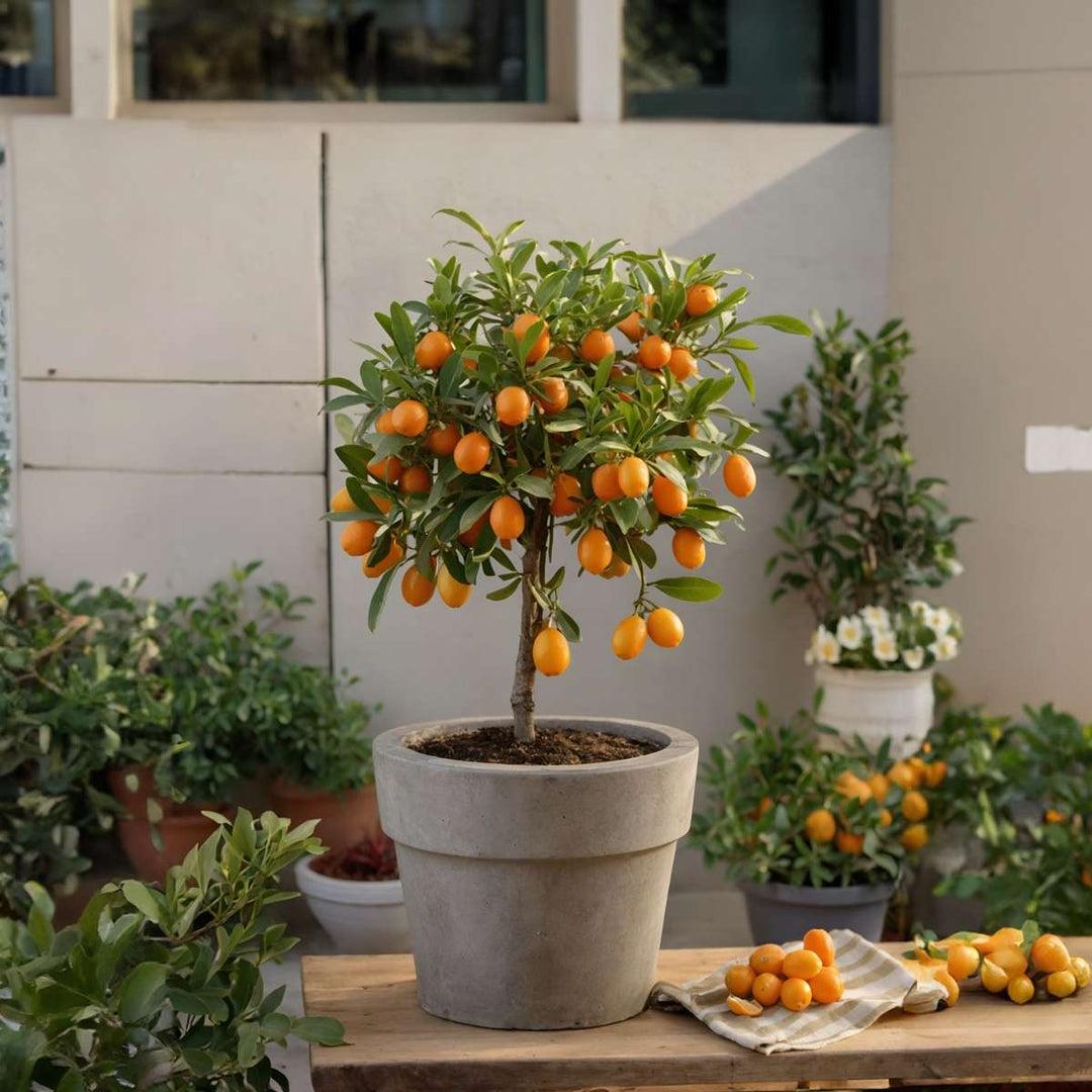 Citrus, Kumquat, Assorted, Standard - View 6 from www redcrocus com