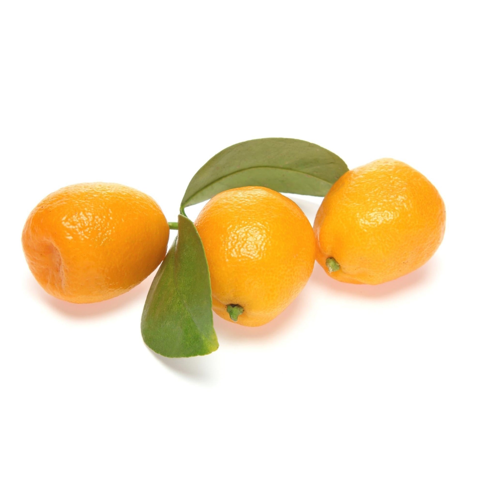 Citrus, Kumquat, Assorted, Standard - View 9 from www redcrocus com