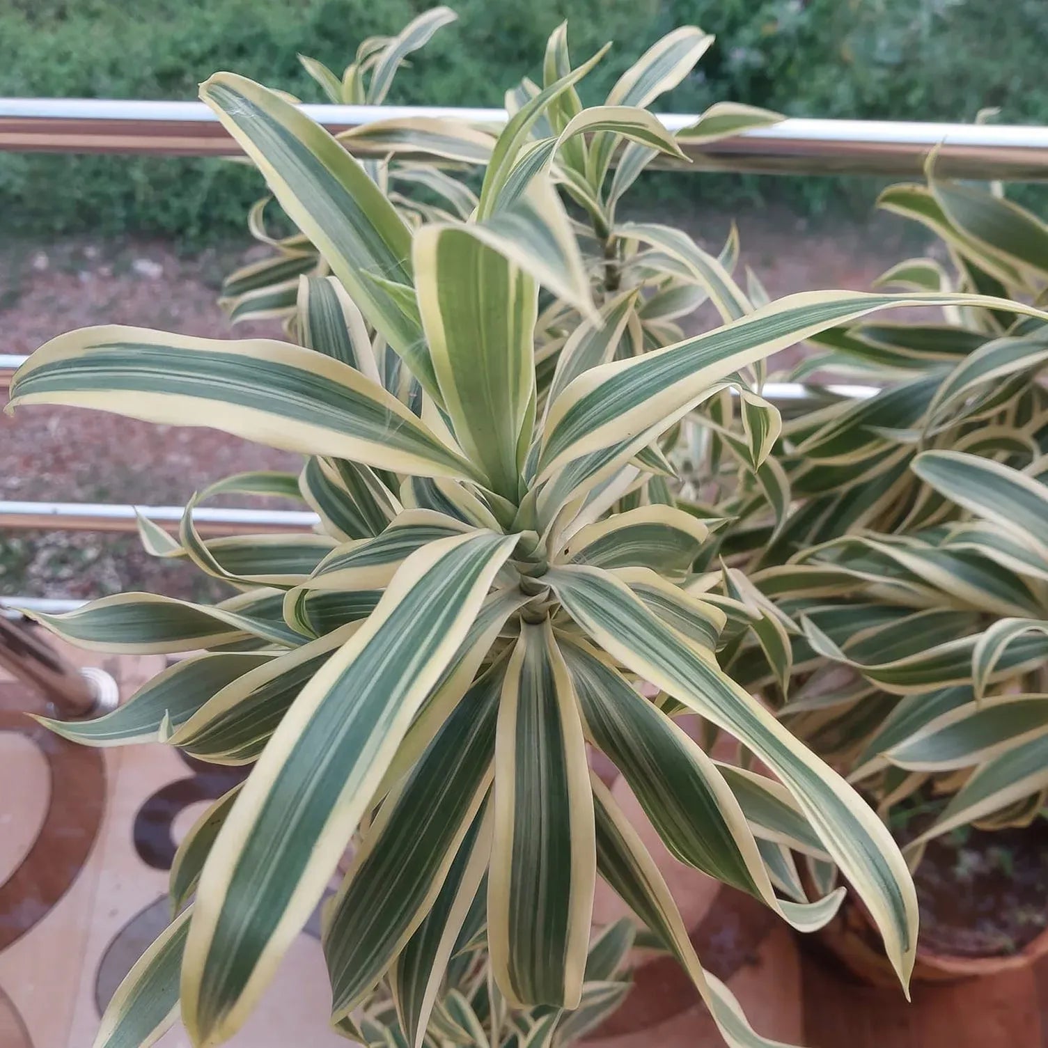 Dracaena Reflexa - View 17 from www redcrocus com