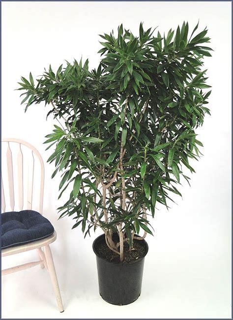Dracaena Reflexa - View 1 from www redcrocus com