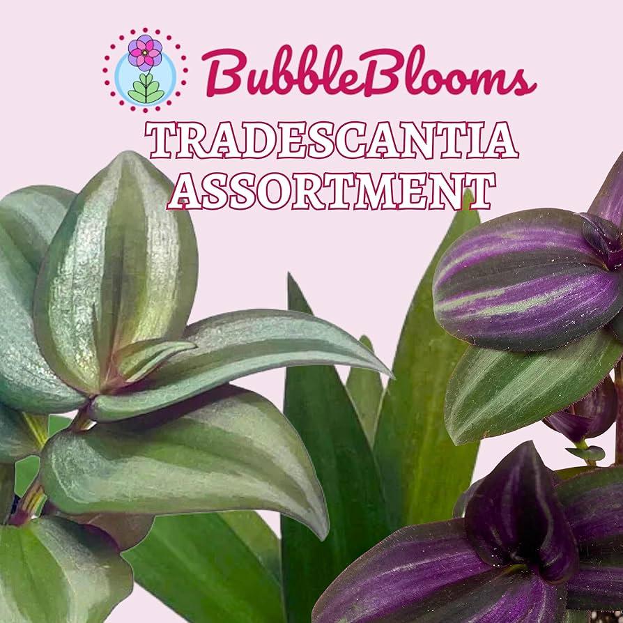 Tradescantia, Assorted - View 15 from www redcrocus com