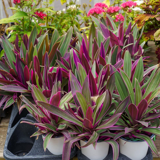 Tradescantia, Assorted - View 1 from www redcrocus com