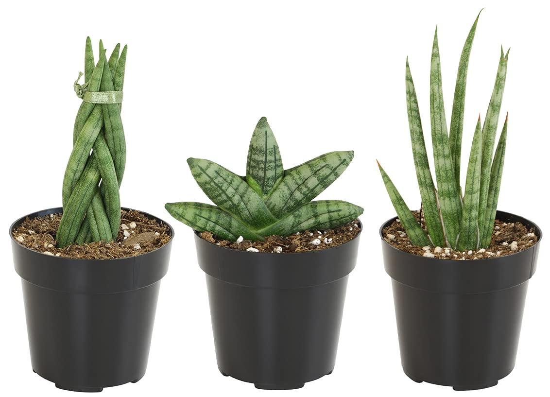 Sansevieria Assorted - View 10 from www redcrocus com