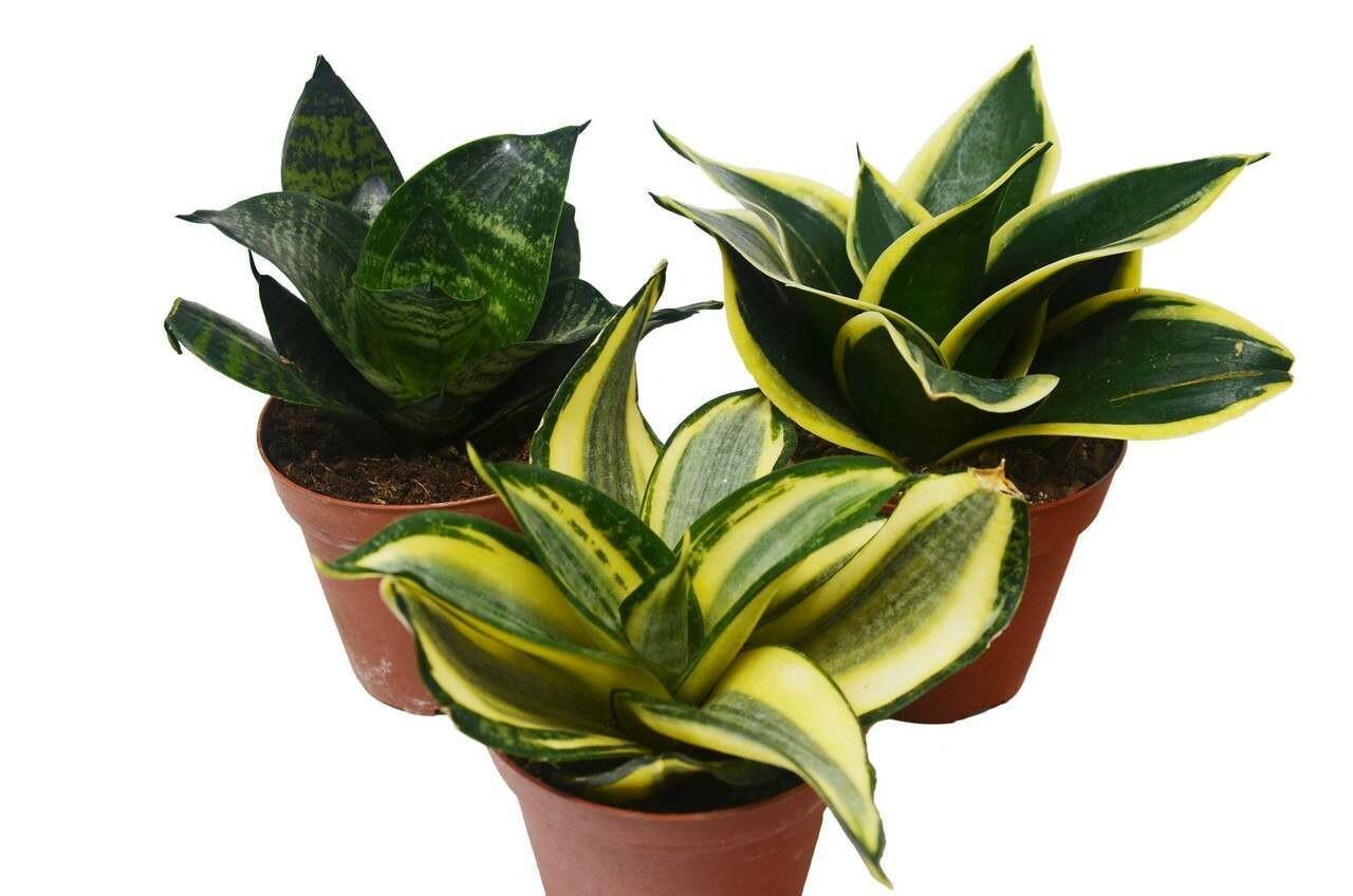 Sansevieria Assorted - View 11 from www redcrocus com