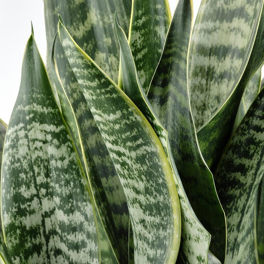 Sansevieria Assorted - View 12 from www redcrocus com