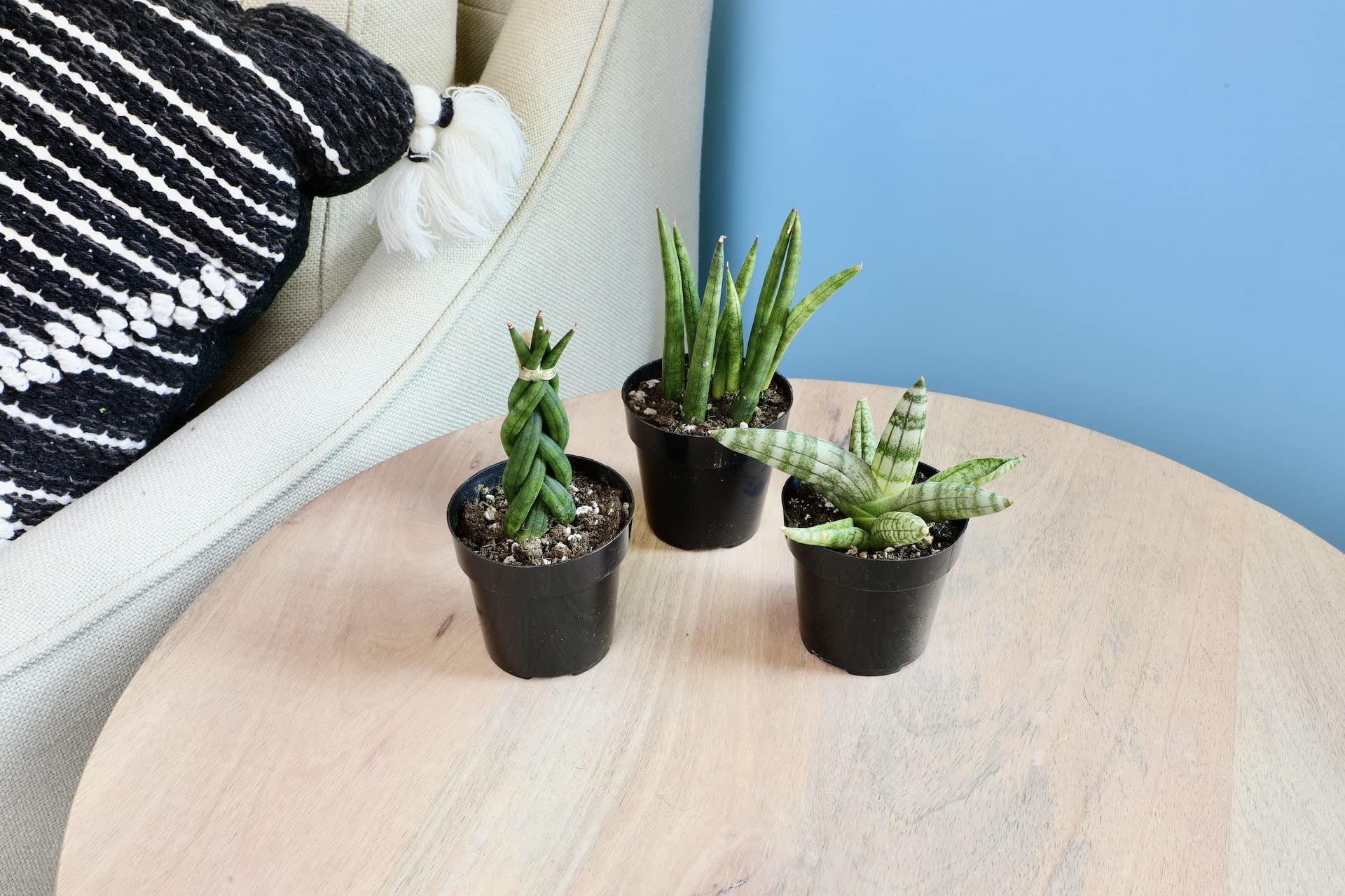 Sansevieria Assorted - View 13 from www redcrocus com
