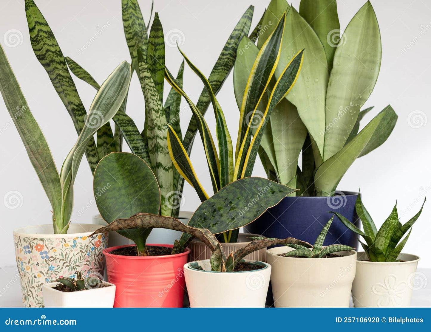 Sansevieria Assorted - View 14 from www redcrocus com