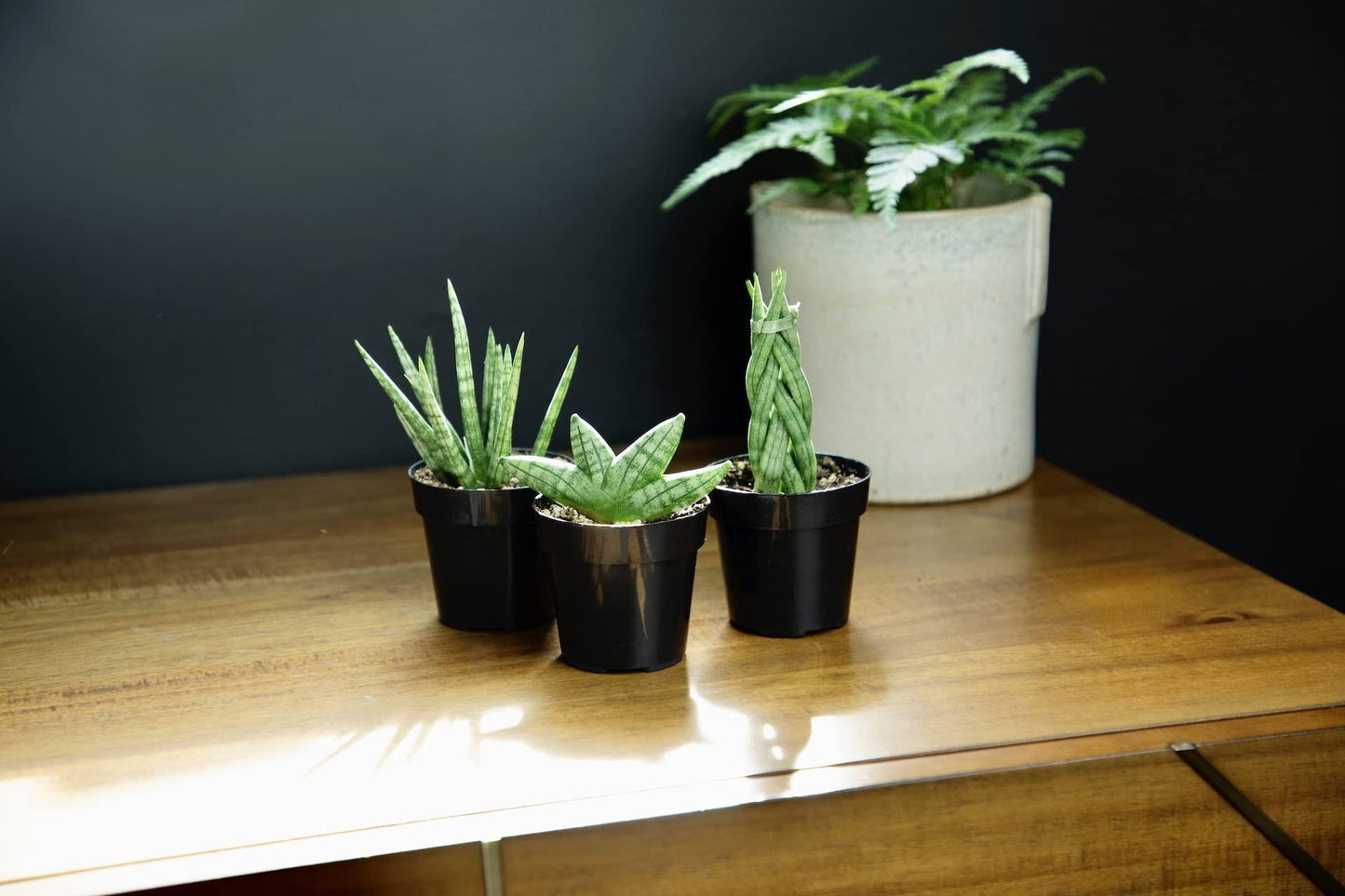 Sansevieria Assorted - View 15 from www redcrocus com
