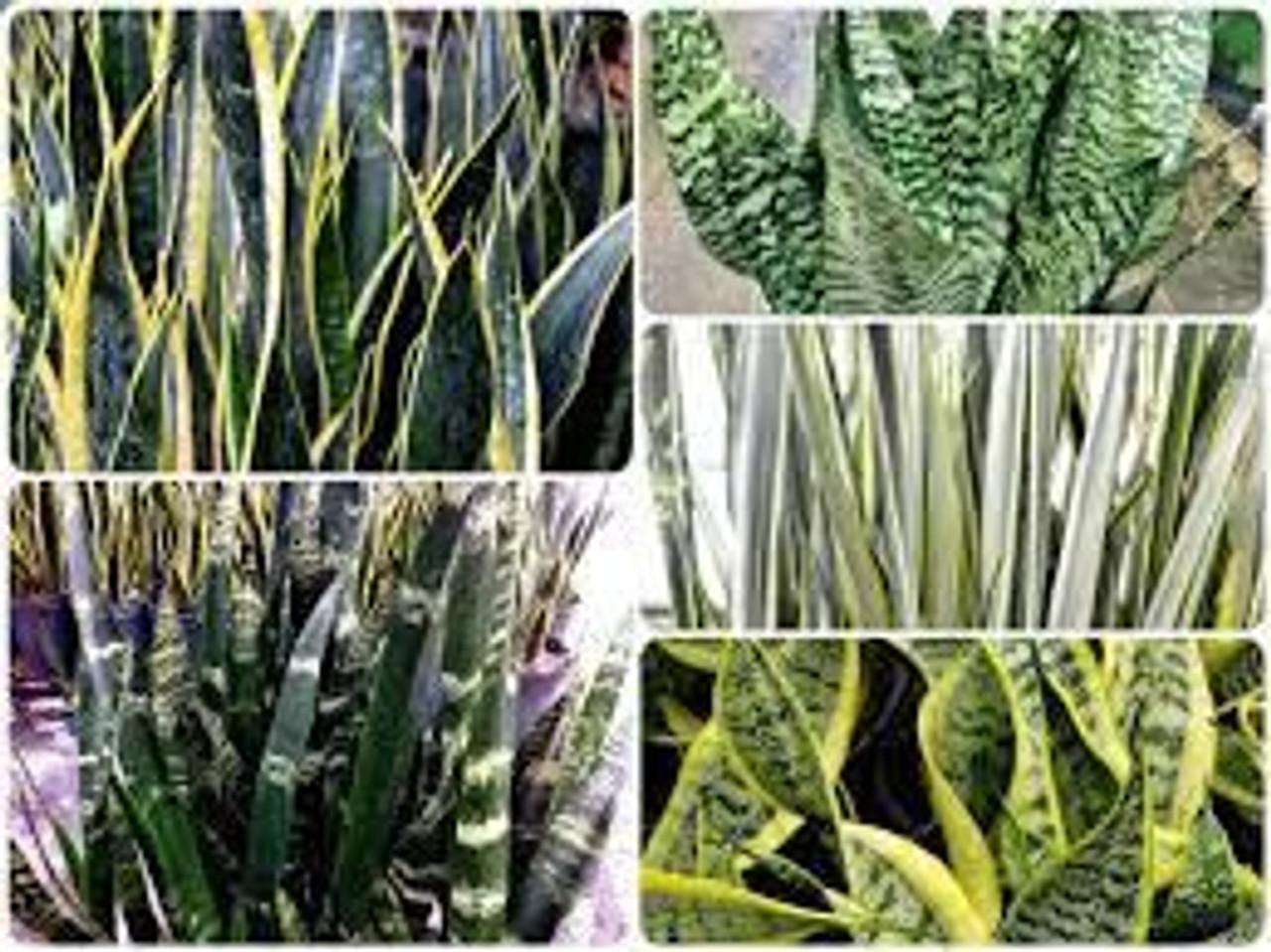 Sansevieria Assorted - View 16 from www redcrocus com