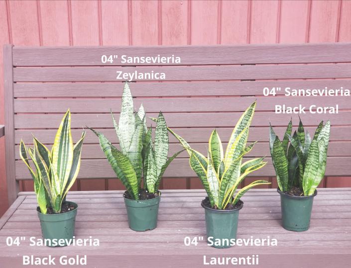 Sansevieria Assorted - View 17 from www redcrocus com