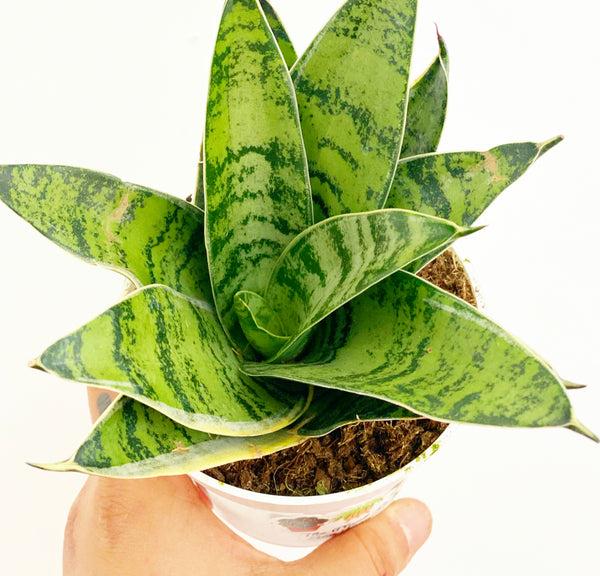 Sansevieria Assorted - View 18 from www redcrocus com