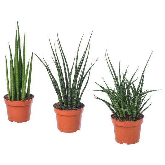 Sansevieria Assorted - View 1 from www redcrocus com