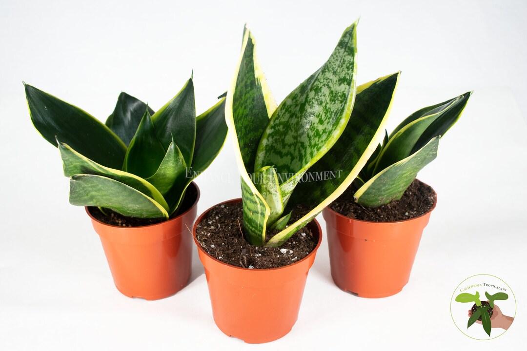 Sansevieria Assorted - View 2 from www redcrocus com