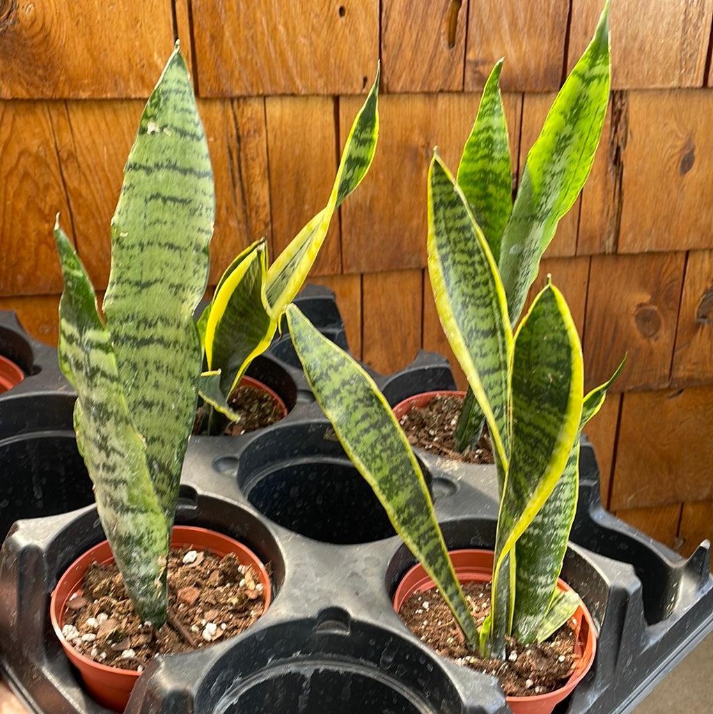 Sansevieria Assorted - View 3 from www redcrocus com