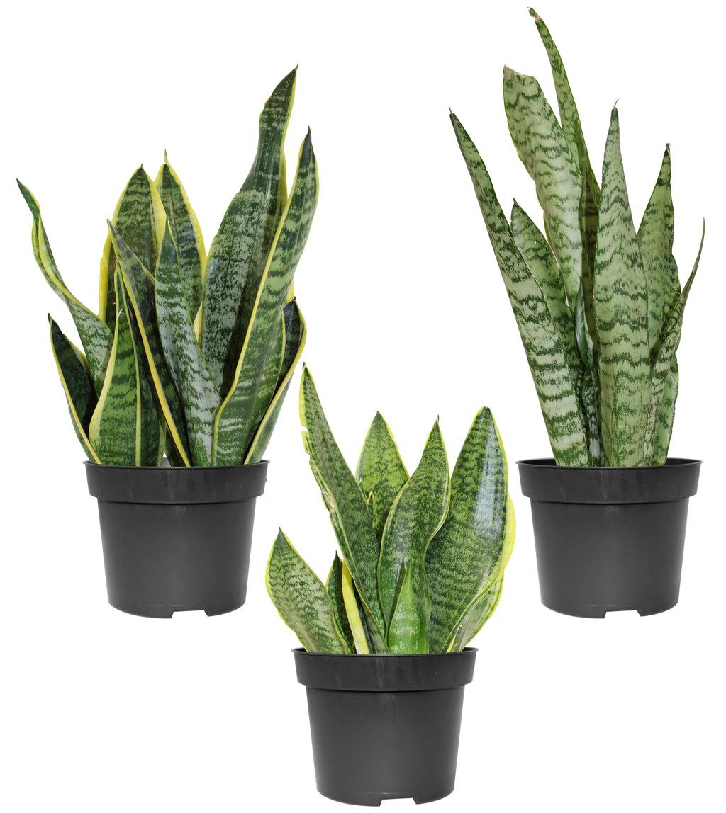 Sansevieria Assorted - View 4 from www redcrocus com