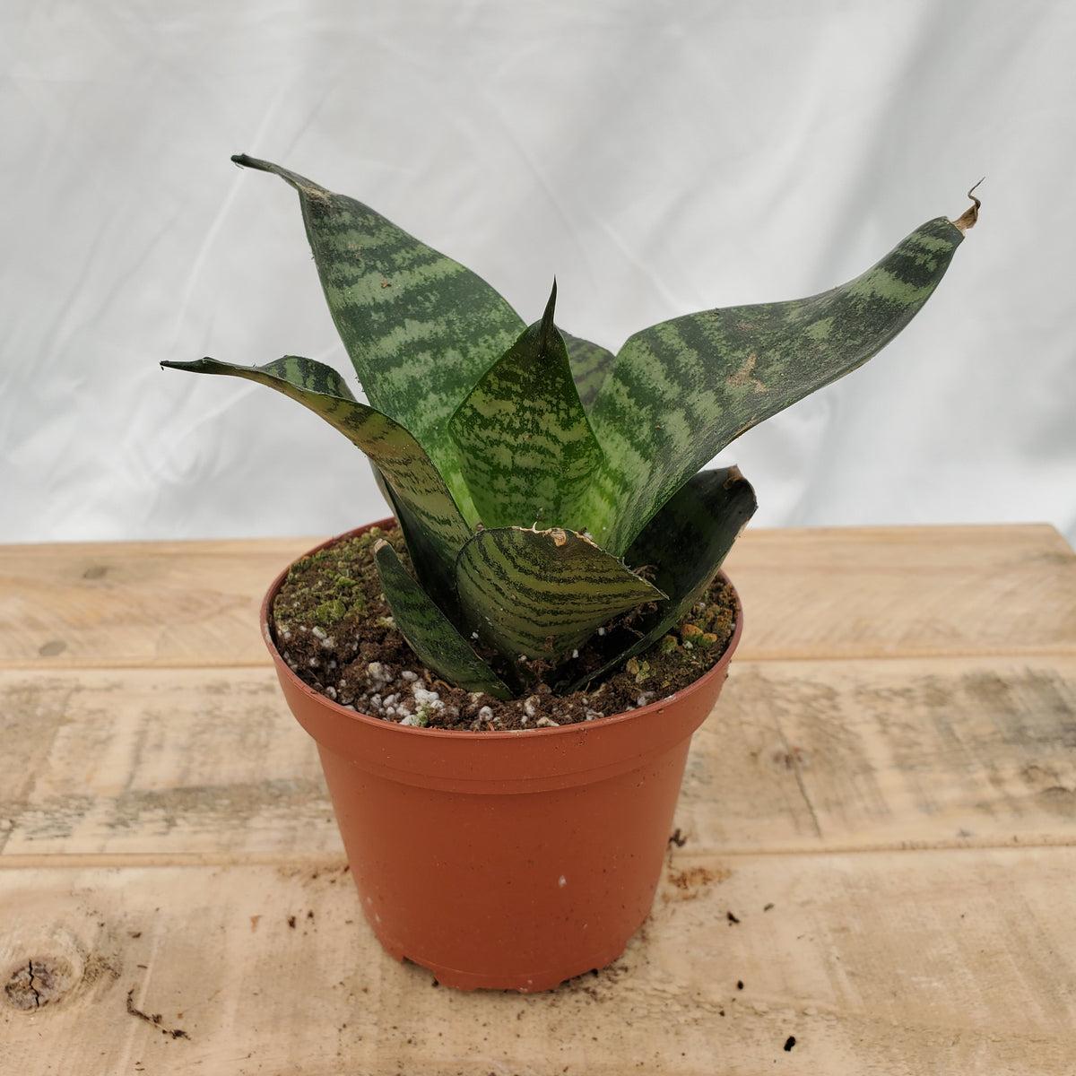 Sansevieria Assorted - View 5 from www redcrocus com