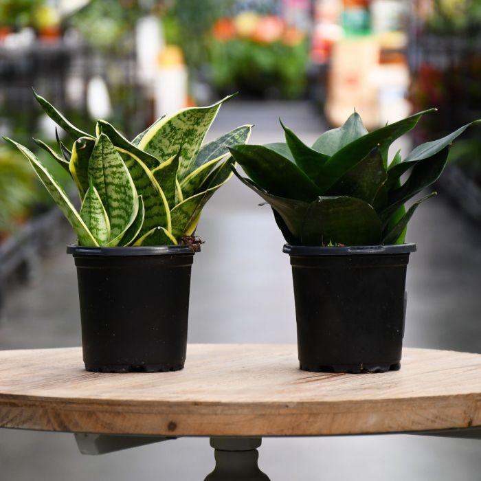 Sansevieria Assorted - View 6 from www redcrocus com