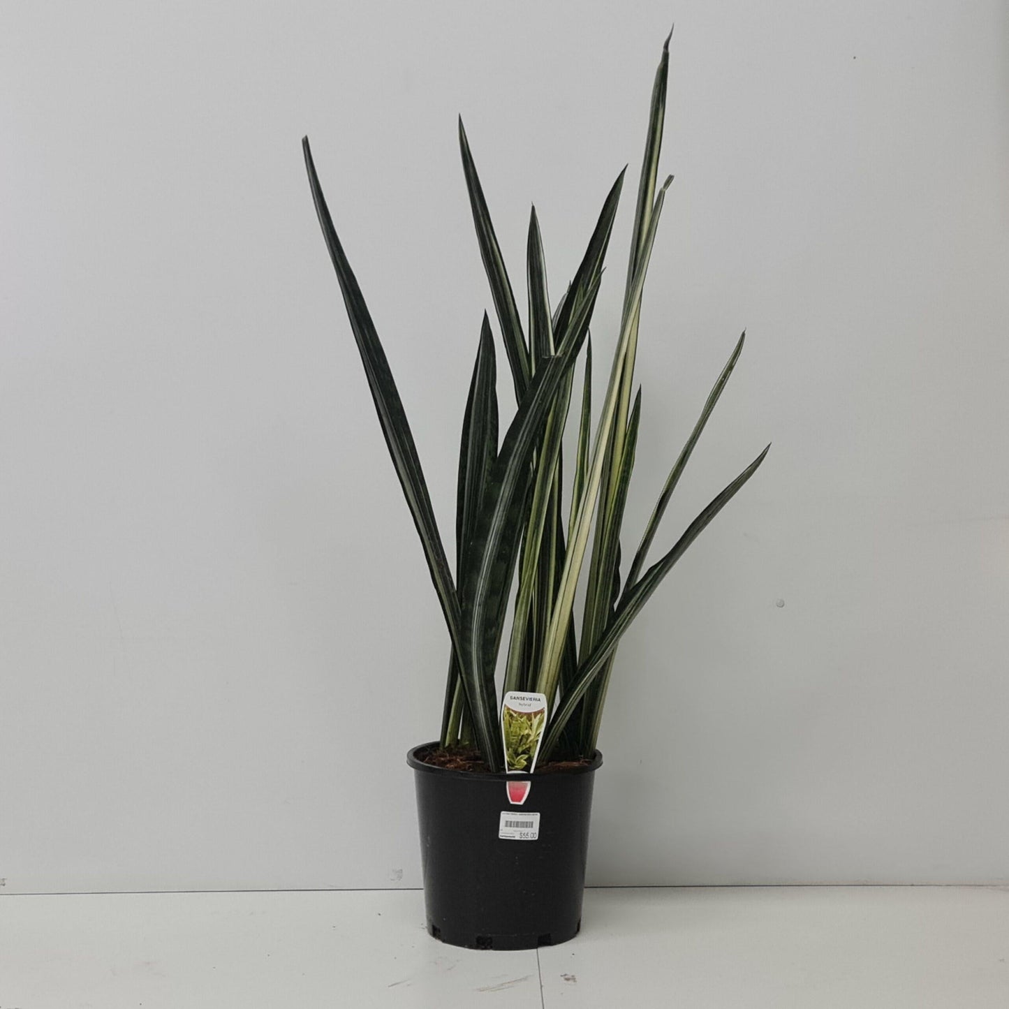 Sansevieria Assorted - View 7 from www redcrocus com