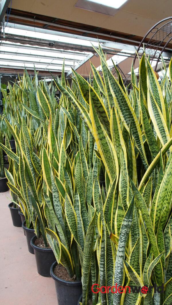 Sansevieria Assorted - View 8 from www redcrocus com