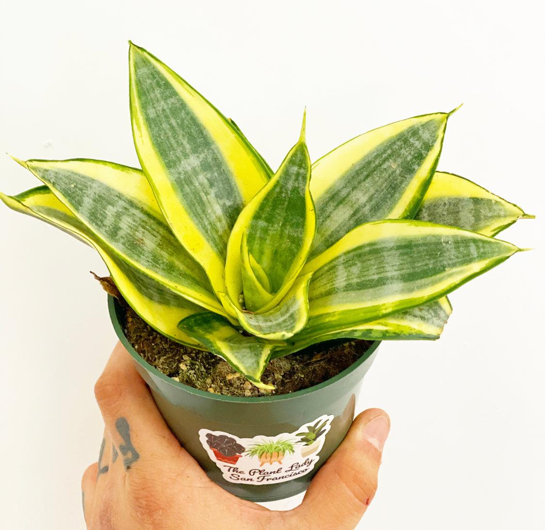 Sansevieria Assorted - View 9 from www redcrocus com