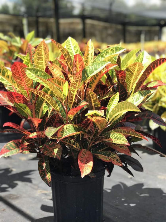Croton Codiaeum Assorted - View 10 from www redcrocus com