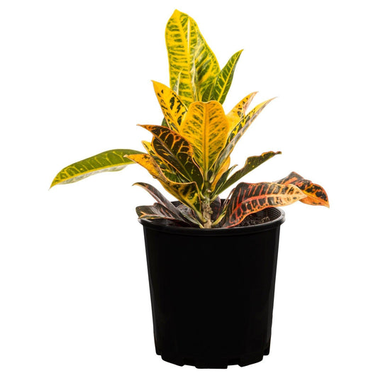 Croton Codiaeum Assorted - View 1 from www redcrocus com
