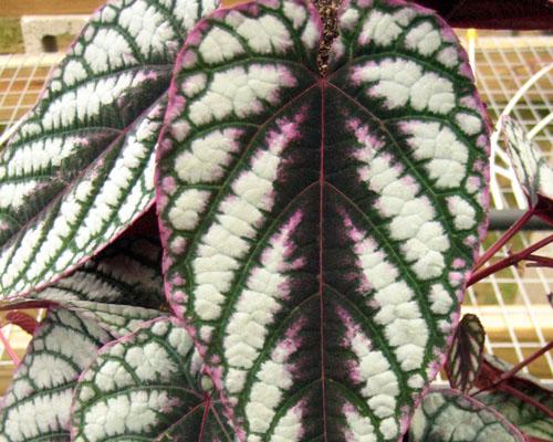 Cissus Discolor - View 10 from www redcrocus com