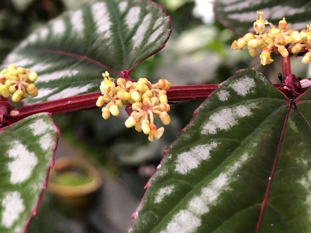 Cissus Discolor - View 19 from www redcrocus com