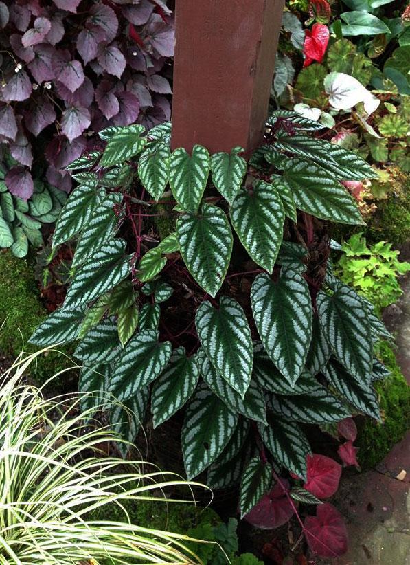 Cissus Discolor - View 33 from www redcrocus com