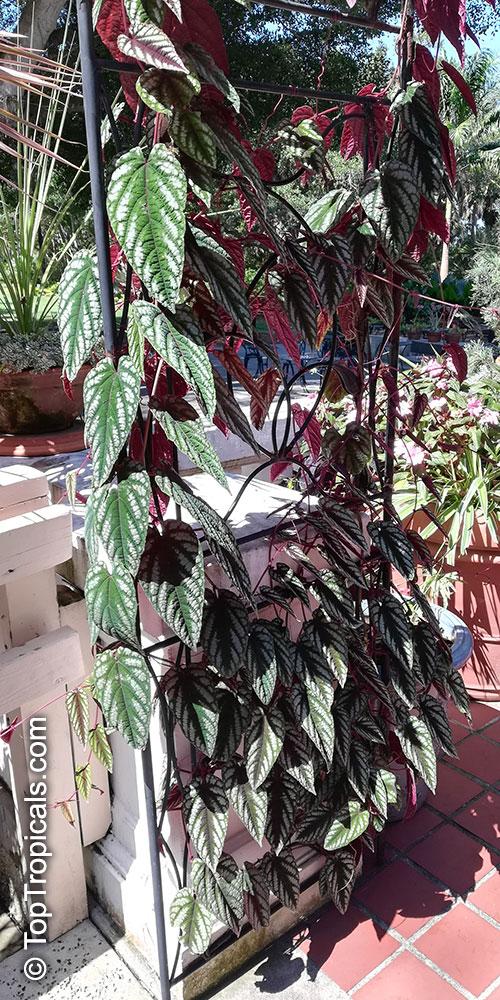 Cissus Discolor - View 38 from www redcrocus com
