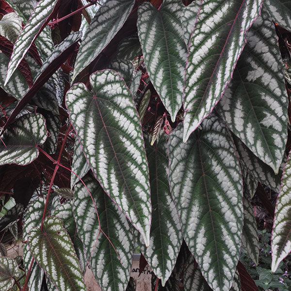 Cissus Discolor - View 8 from www redcrocus com