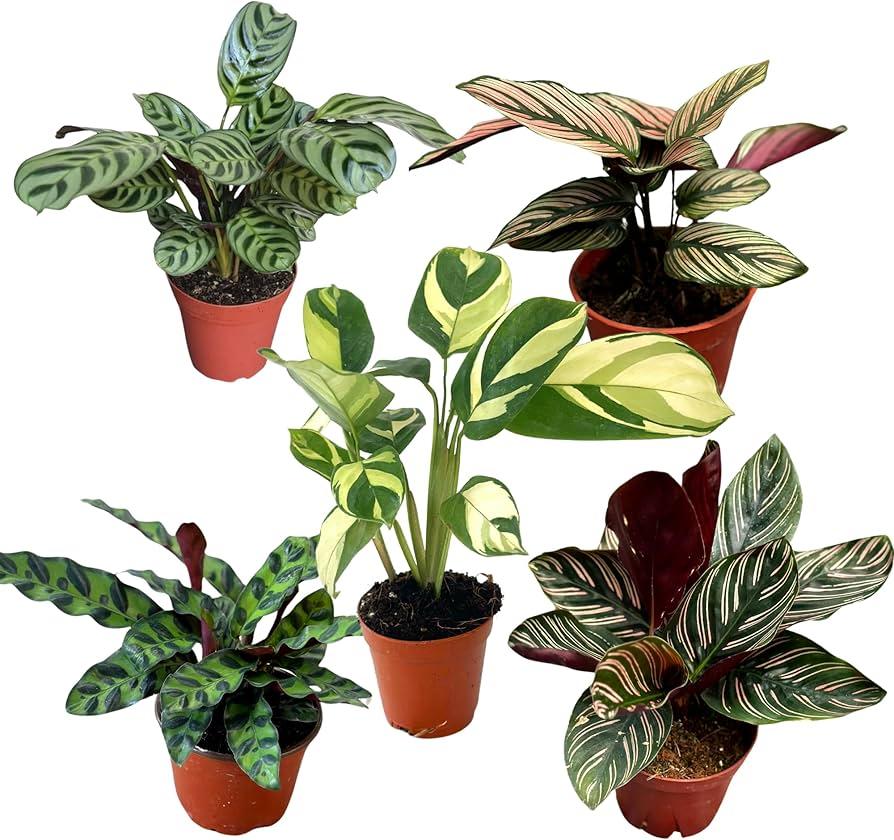Calathea, Assorted - View 12 from www redcrocus com