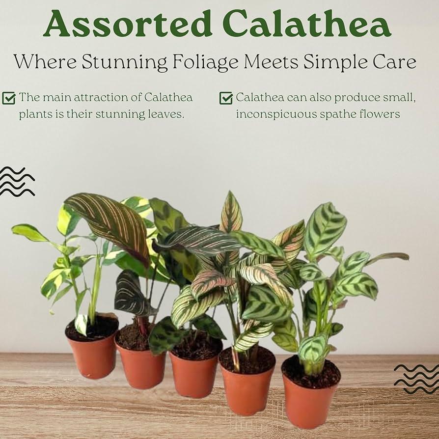 Calathea, Assorted - View 13 from www redcrocus com