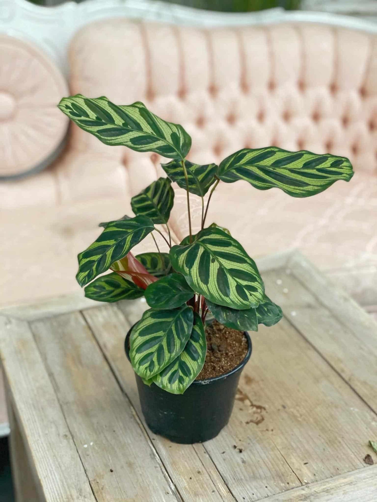 Calathea, Assorted - View 14 from www redcrocus com