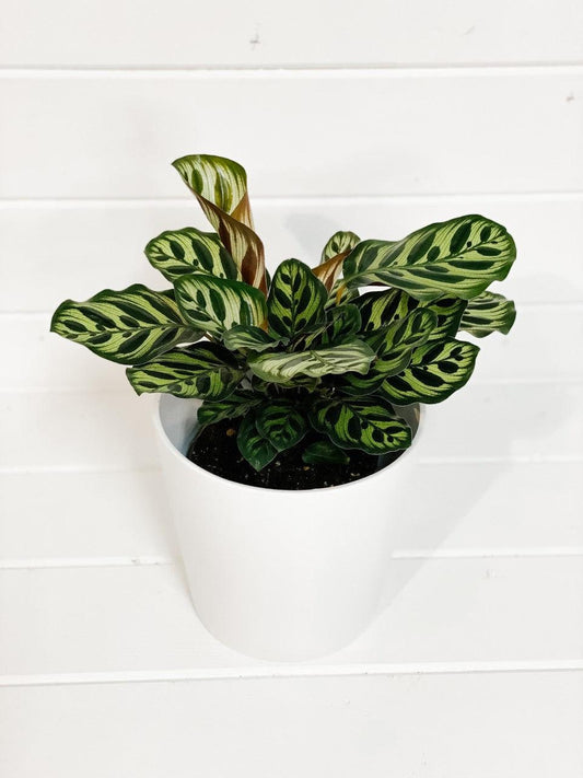 Calathea 2c Assorted 15 12e83554 Dc92 4c2d 93fc Fe929e756236 from www redcrocus com