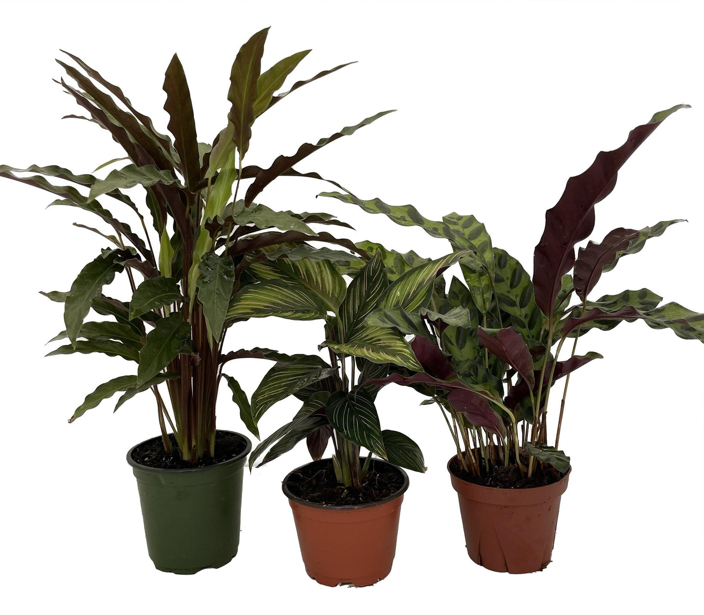 Calathea, Assorted - View 18 from www redcrocus com