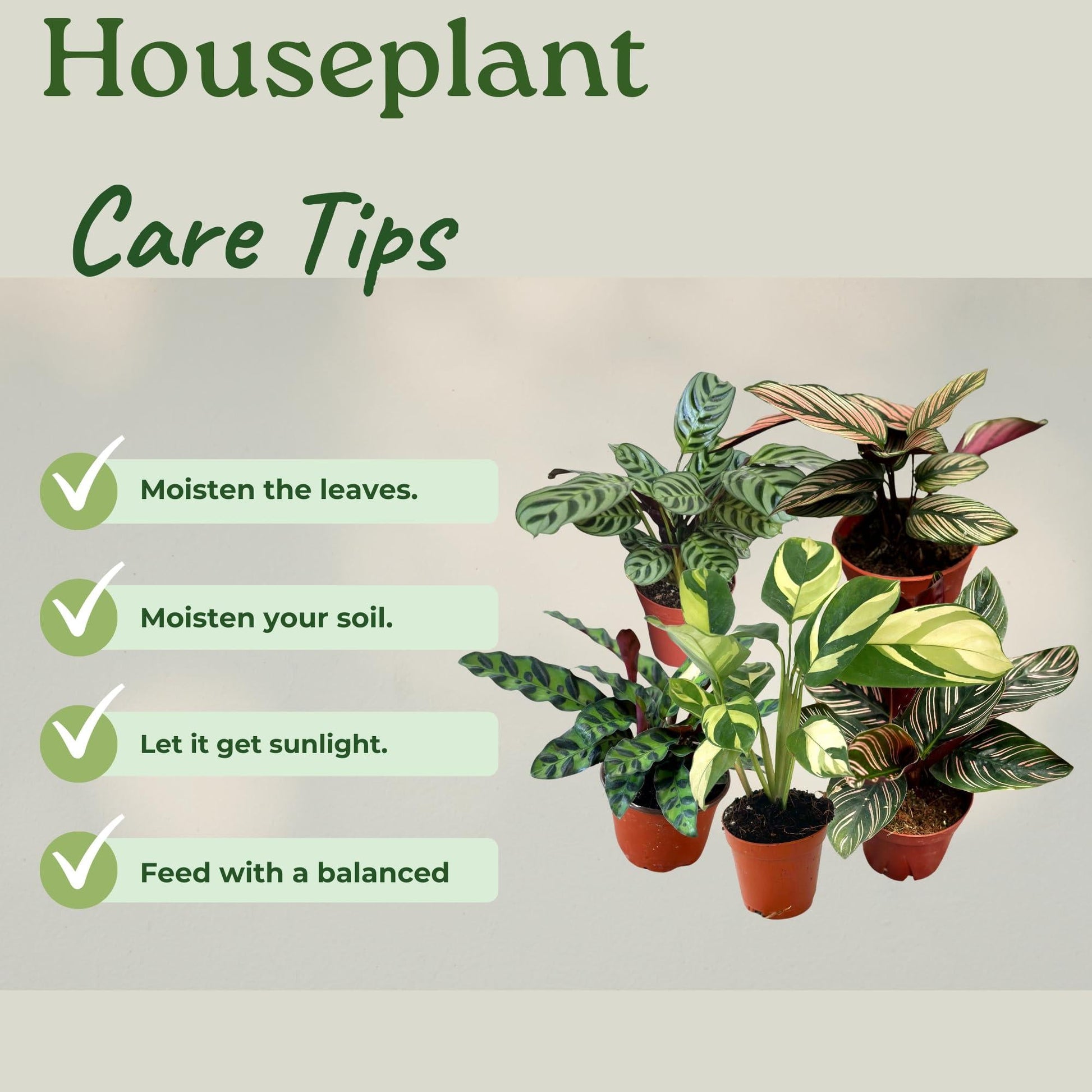 Calathea, Assorted - View 19 from www redcrocus com