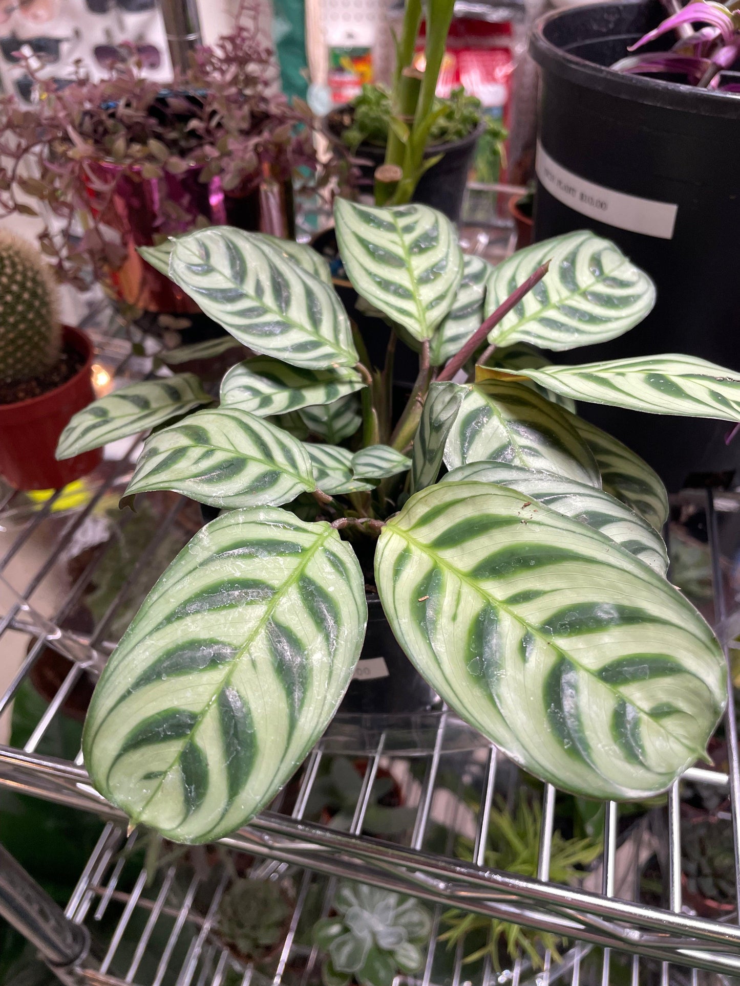 Calathea, Assorted - View 20 from www redcrocus com