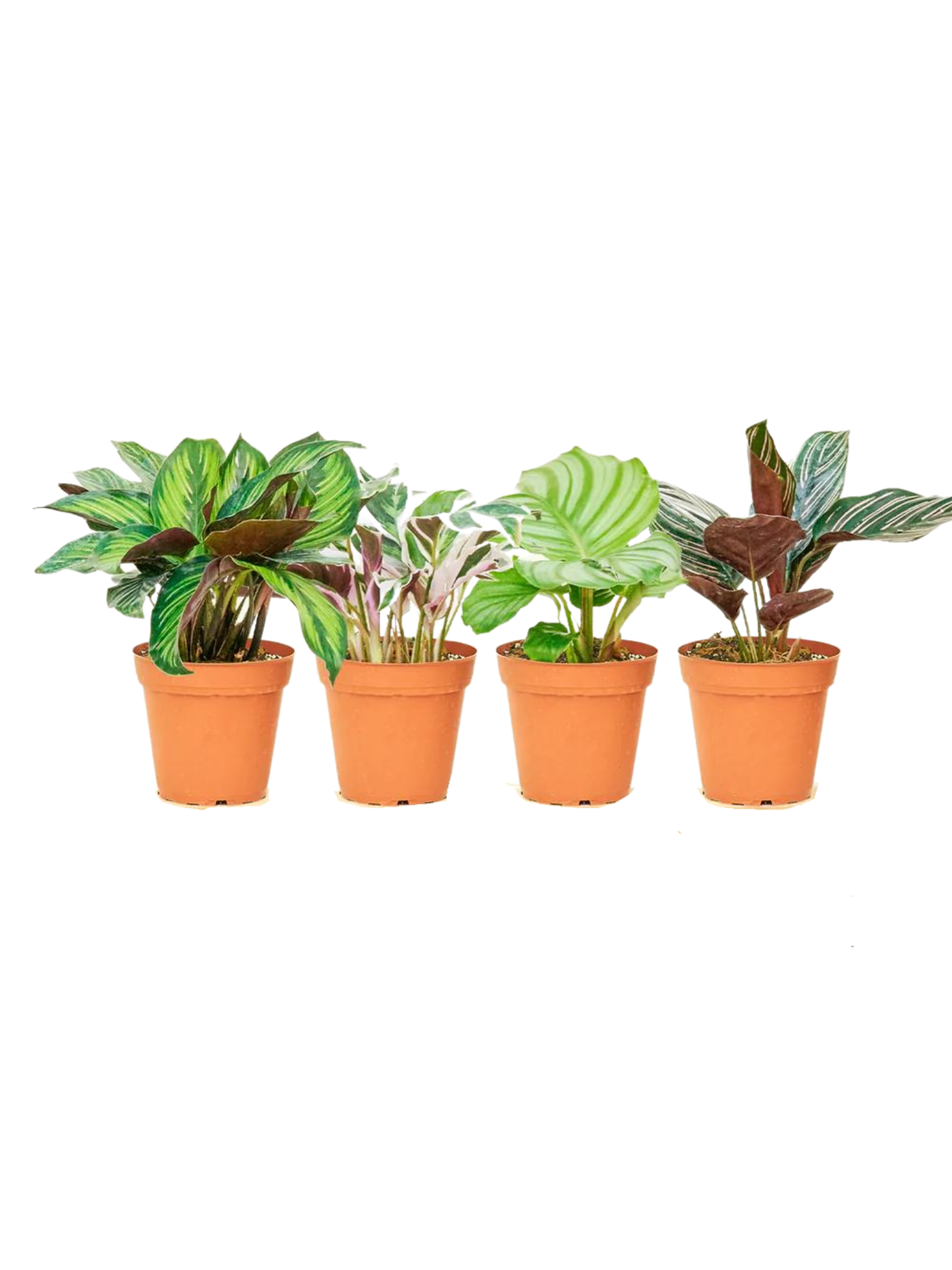 Calathea, Assorted - View 23 from www redcrocus com