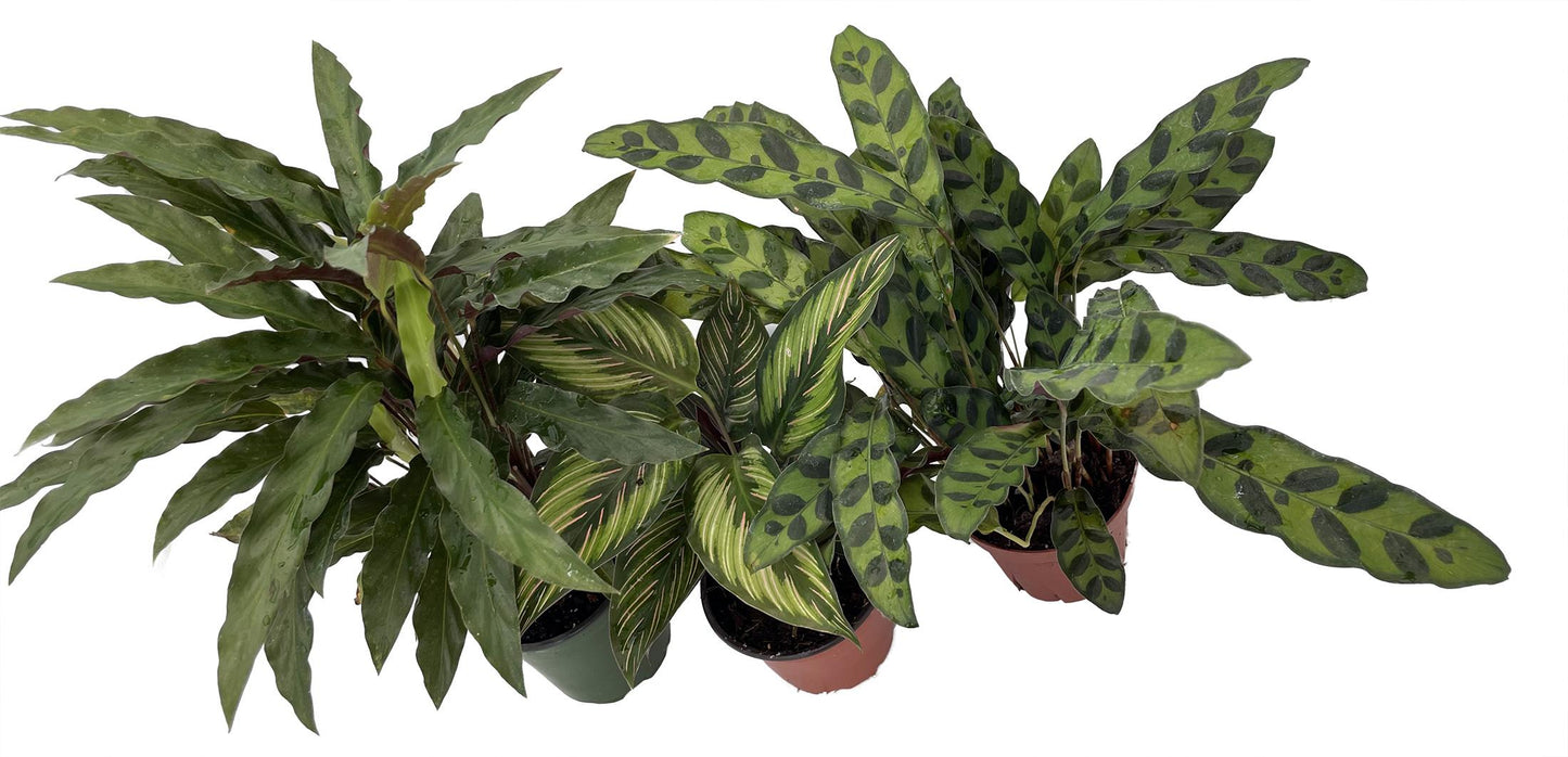Calathea, Assorted - View 25 from www redcrocus com