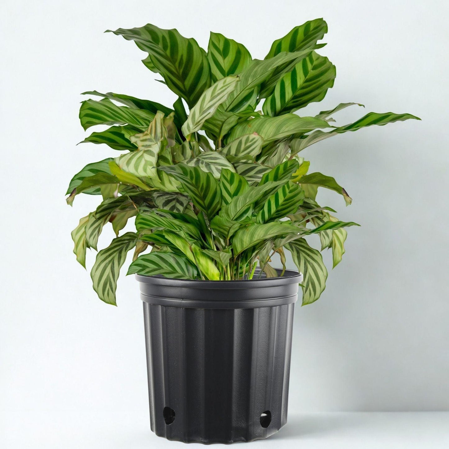 Calathea, Assorted - View 26 from www redcrocus com