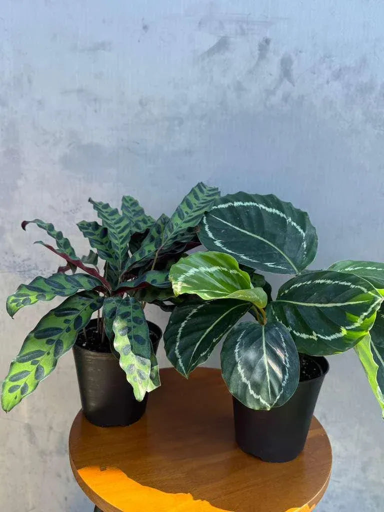Calathea, Assorted - View 27 from www redcrocus com