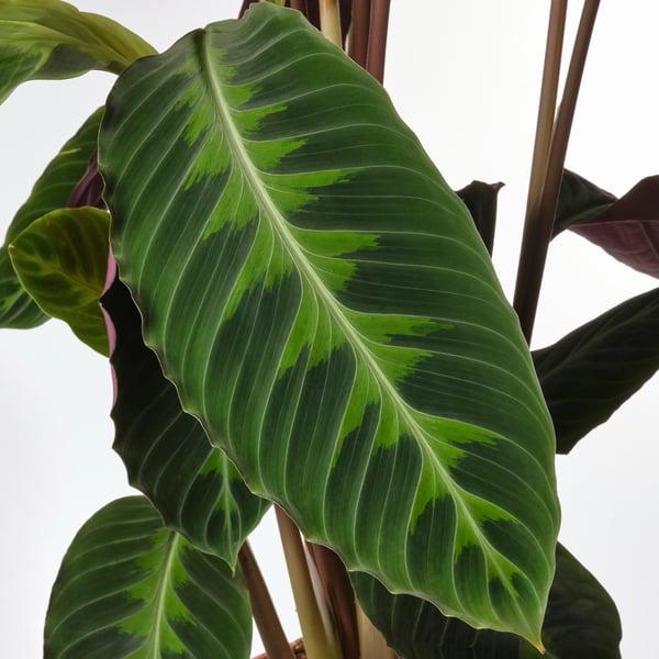 Calathea, Assorted - View 28 from www redcrocus com