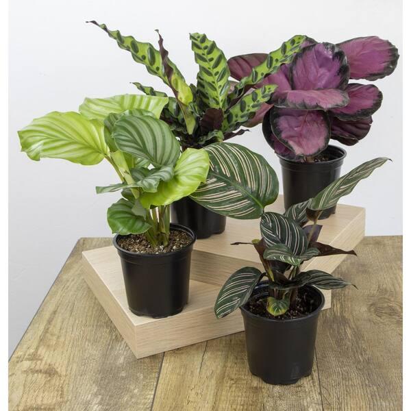 Calathea, Assorted - View 29 from www redcrocus com