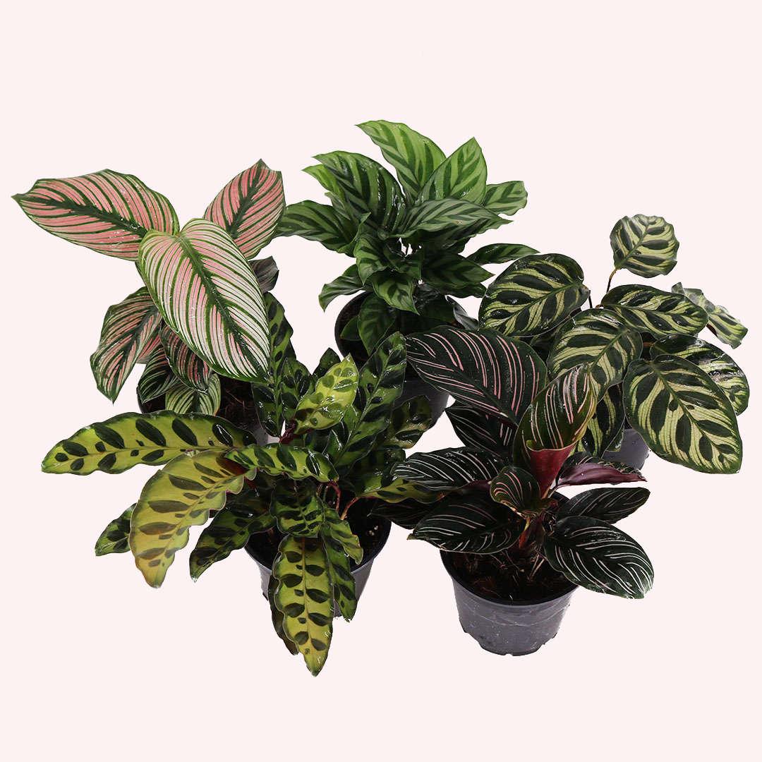 Calathea, Assorted - View 2 from www redcrocus com