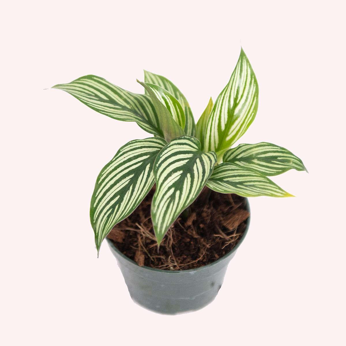 Calathea, Assorted - View 30 from www redcrocus com