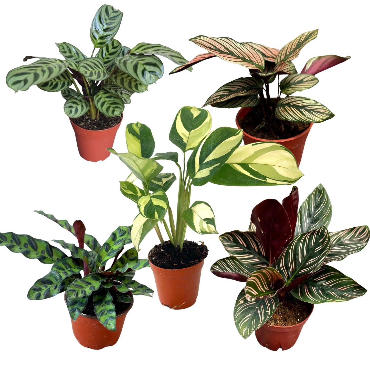 Calathea, Assorted - View 3 from www redcrocus com